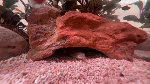 Masyai Loach Sheltering Beneath a Rock in Aquascape