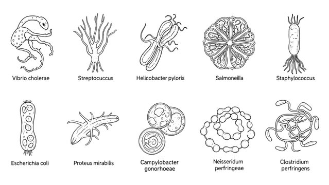 Bacteria collection diagram
