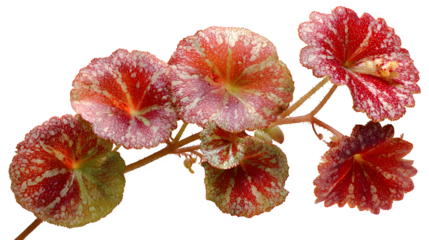Begonia plant with vibrant red and white spotted leaves against a showcasing intricate patterns and natural beauty in detail