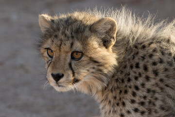 Portrait of cheetah cub in the early morning sunlight, Kgalagadi.