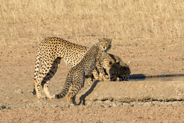 Portrait of cheetah family in the early morning sunlight, Kgalagadi, drinking at 13th Borehole