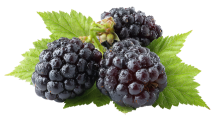 Fresh ripe blackberries with leaves isolated on white background