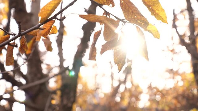 Formal Autumn Garden Design 4K: Rich Fall Colors and Borders