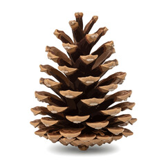 pine cone isolated on white