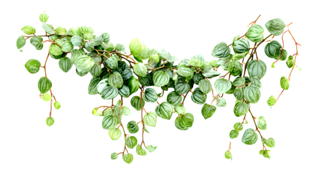 Trailing peperomia plant with round green leaves cascading down against a perfect for botanical designs and naturethemed projects