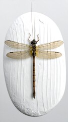 Dragonfly is pinned to a textured white oval display, shown in an overhead studio shot