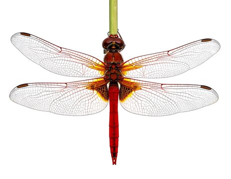 Dragonfly, red & brown body, transparent wings, clinging to a green stem, white bgd