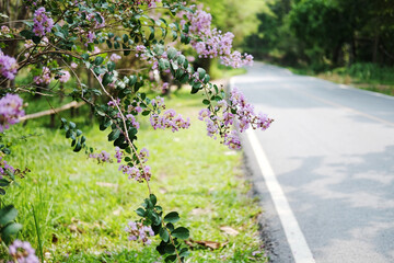 Blooming Wild Himalayan Cherry blossom with country road on the mountain and tropical forest in Thailand