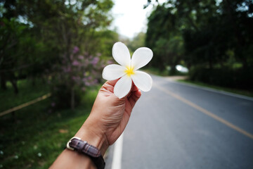 Hand holding a blooming frangipani flower on country road on the mountain and tropical forest in Thailand