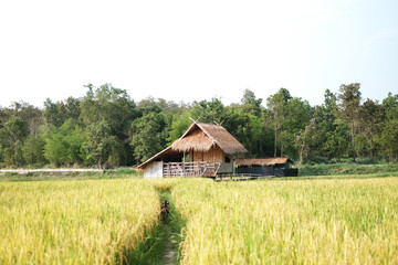 A hut made of straw in the middle of a rice field is a resort in Chiangmai of Thailand