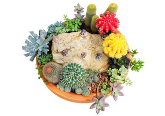Top view of blooming cacti and succulents with stone and house model decorated in a clay pot 