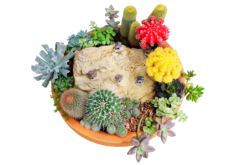 Top view of blooming cacti and succulents with stone and house model decorated in a clay pot 