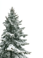 Fototapeta premium snow covered trees fir branch isolated on white background christmas tree no logos no brands ar 34
