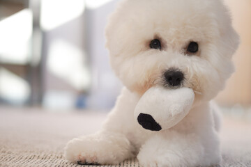 Fluffy Bichon Frise Portrait in Soft Indoor Light | Cute White Toy Dog with Round Face

SEO Tags (50)