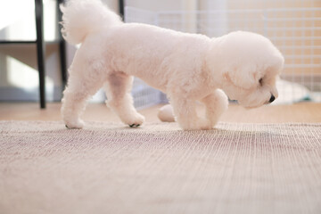 Fluffy Bichon Frise Portrait in Soft Indoor Light | Cute White Toy Dog with Round Face

SEO Tags (50)