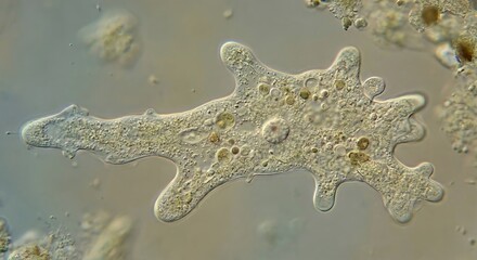 Amoeba in Motion with Pseudopods - Live Microscopic View