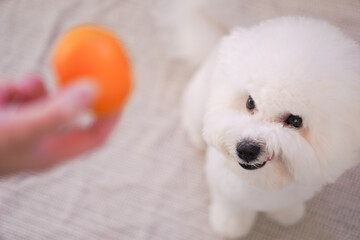 Unique Bichon Frise Wants to Eat a Mandarin Orange | Cute Fluffy White Dog Looking Up for a Treat