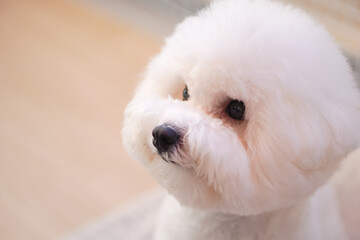 Fluffy Bichon Frise Portrait in Soft Indoor Light | Cute White Toy Dog with Round Face

SEO Tags (50)