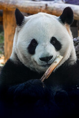 a panda is eating bamboo