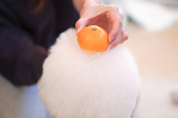 Bichon Frise Kagami Mochi with Mikan | Cute Fluffy White Dog New Year Photo