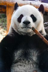a panda is eating bamboo