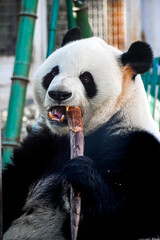 Obraz premium a panda is eating bamboo
