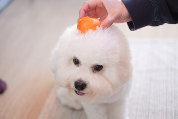 Bichon Frise Kagami Mochi with Mikan | Cute Fluffy White Dog New Year Photo