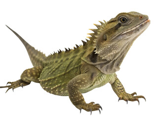Obraz premium Alert green water dragon, curious lizard reptile from Australia, isolated on white. Wild animal with spiky crest looking up with interest