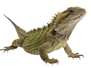 Alert green water dragon, curious lizard reptile from Australia, isolated on white. Wild animal with spiky crest looking up with interest