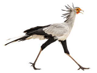 Alert secretary bird, large African avian predator with long leg and crest, walking with an open beak against an isolated background