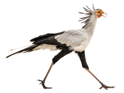 Alert secretary bird, large African avian predator with long leg and crest, walking with an open beak against an isolated background