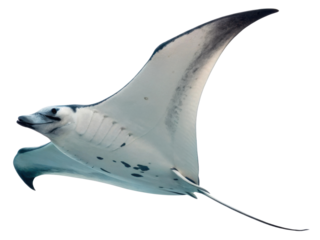 Graceful giant oceanic manta ray swimming underwater. Beautiful white marine animal, majestic wildlife creature gliding deep blue ocean