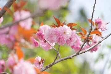 八重桜と緑
