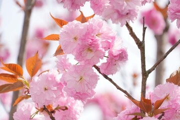 八重桜の花
