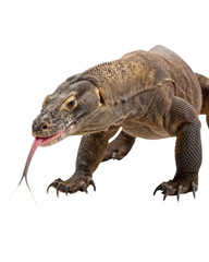 Obraz premium Large Komodo dragon, dangerous reptile and predator from Indonesia, walking with an alert expression and forked tongue extended out