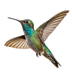 Fototapeta premium Graceful green hummingbird flying with iridescent blue feather. Serene wild animal closeup with wing spread, isolated for transparent