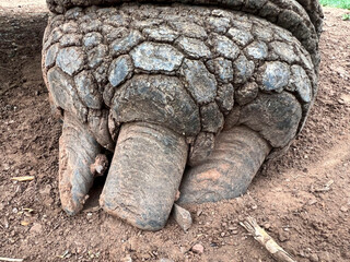 Foot on giant tortoise