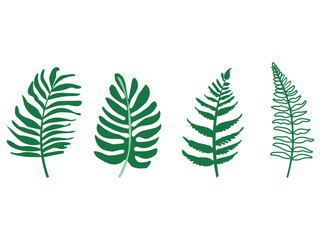 fern leaf isolated on white background