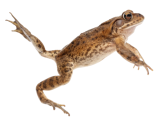 Alert brown frog jumping in motion. Active wild amphibian animal, nature creature isolated on transparent background for nature concept