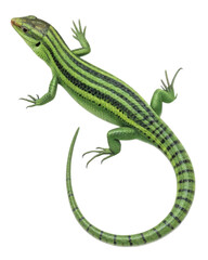 Naklejka premium Alert green striped lizard illustration isolated on background. This wild reptile animal with long tail shows calm expression