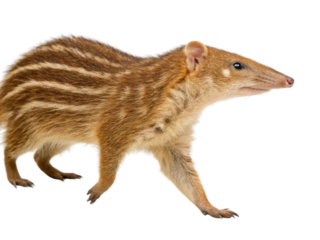 Curious lowland streaked tenrec, unique madagascar mammal. Striped wild animal standing isolated on transparency background, cute creature