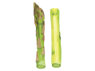 黄緑色のアスパラガスのベクターイラスト カット 料理素材