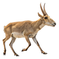Obraz premium Rare brown Saiga antelope walking in profile. This alert wild animal mammal with large horn isolated for conservation awareness content
