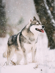 Siberian Husky Dog Walking Outdoor In Snowy Field At Winter Day