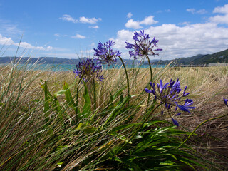 Purple Agapanthus flowers blooming on coastal dunes