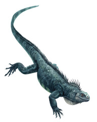 Fototapeta premium Alert marine iguana lizard swimming in water. This isolated Galapagos reptile animal shows its unique wildlife adaptation for sea
