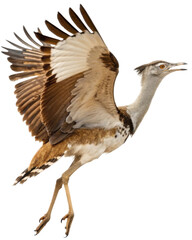 Obraz premium Majestic large bustard bird flying with wings spread. powerful brown avian creature in flight, isolated on transparent background