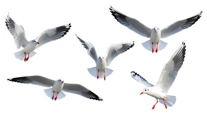 Obraz premium Five white seabirds, in different poses, with wings spread against a black background