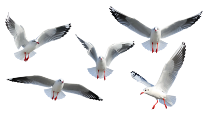 Five white seabirds, in different poses, with wings spread against a black background
