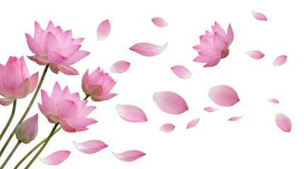 Transparent PNG Image of Beautiful Pink Lotus Flowers with Floating Petals Isolated